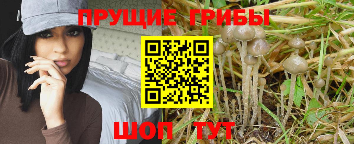 Спасск-Дальний  Псилоцибиновые грибы MAGIC MUSHROOMS  Вход с VPN 